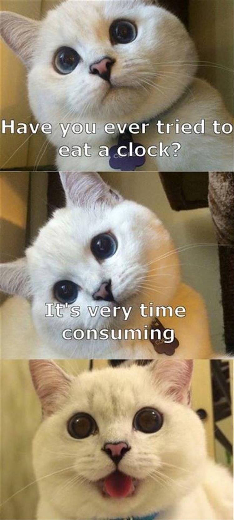 funny cat jokes