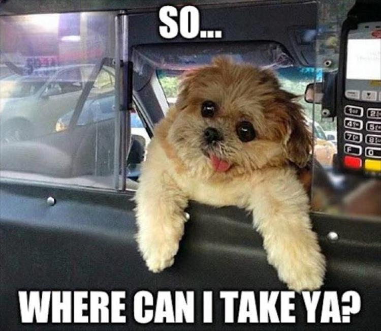 funny dog in car