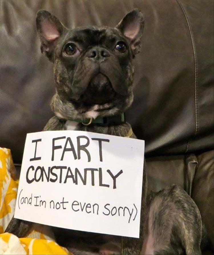 funny dog shaming