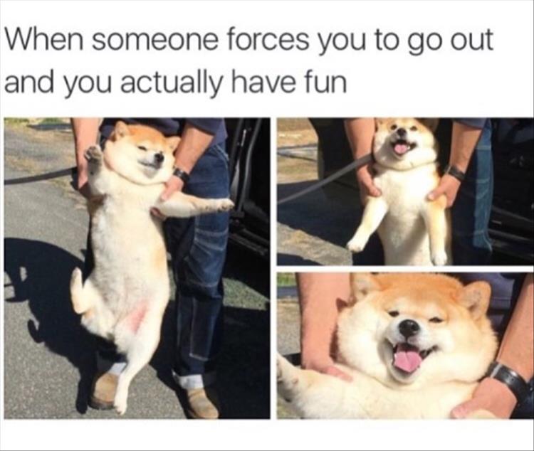 funny dog