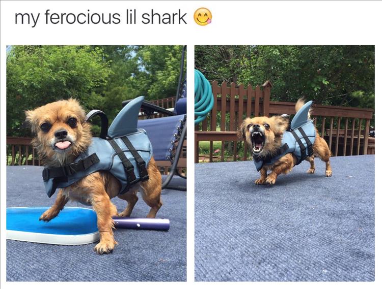 funny shark dog