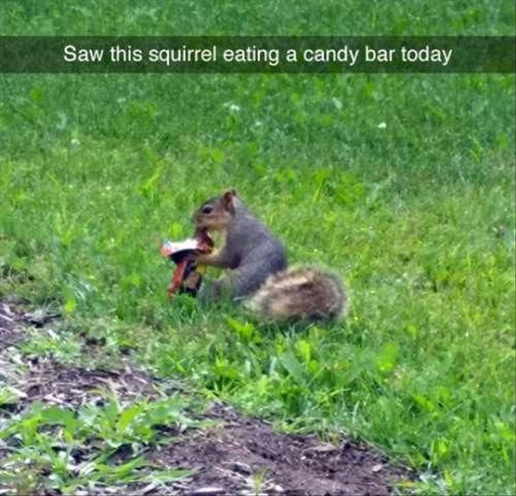 funny squirrel