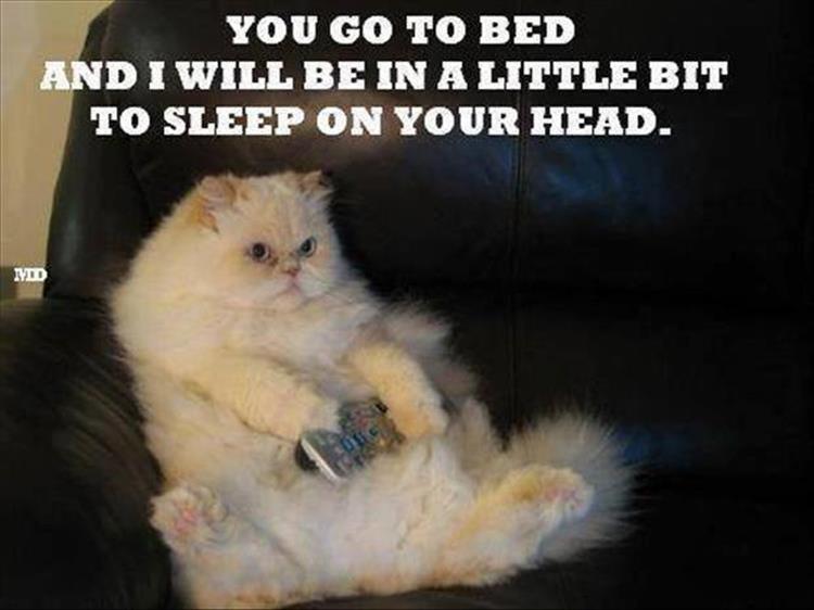 go to bed cat