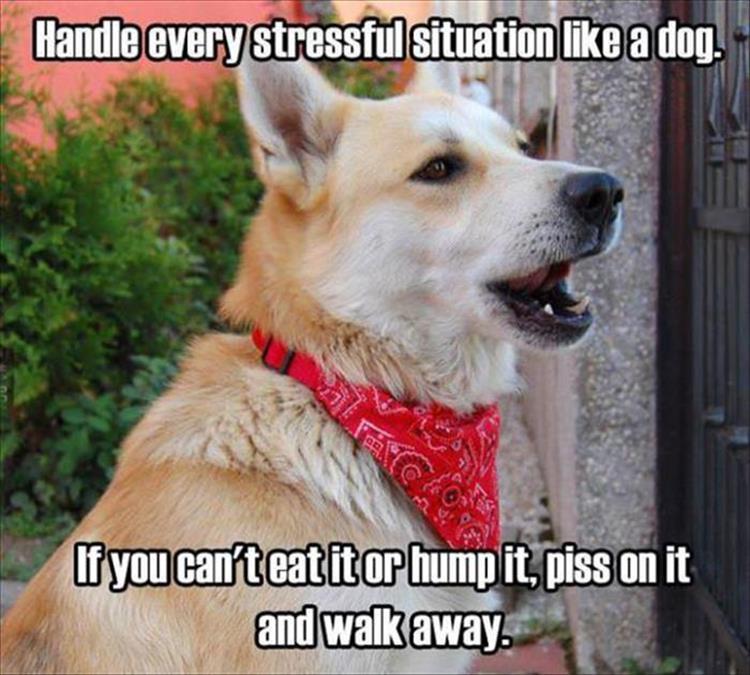 handle life like a dog