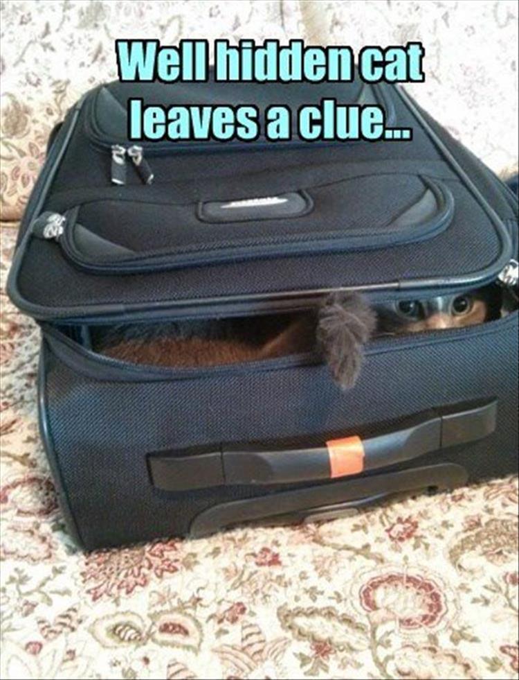 hiding cat