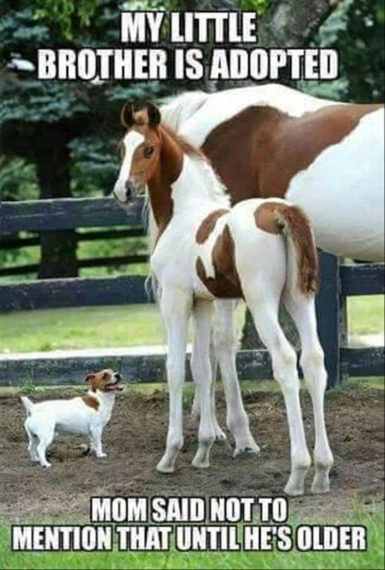 horse and dog