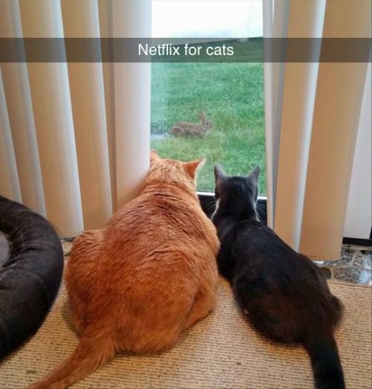 netflix for cats