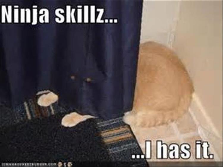 ninja skills cat