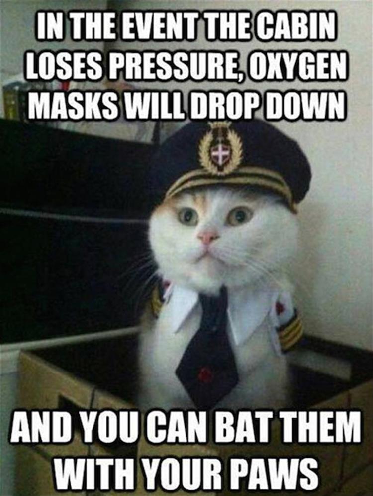 pilot-cat