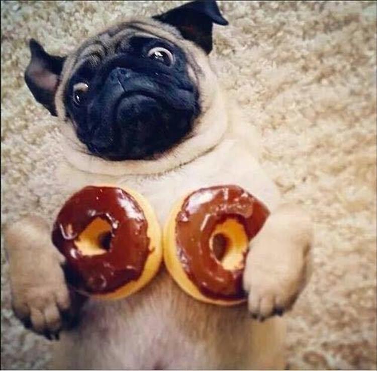 pug with donuts