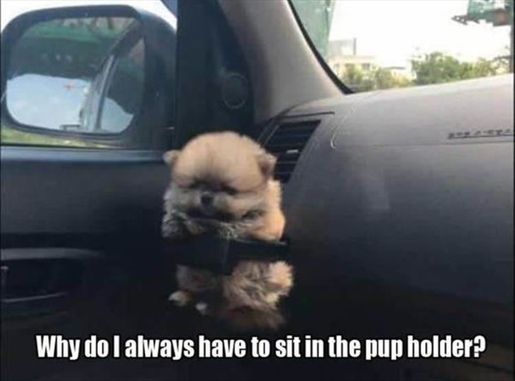 puppy in cup holder