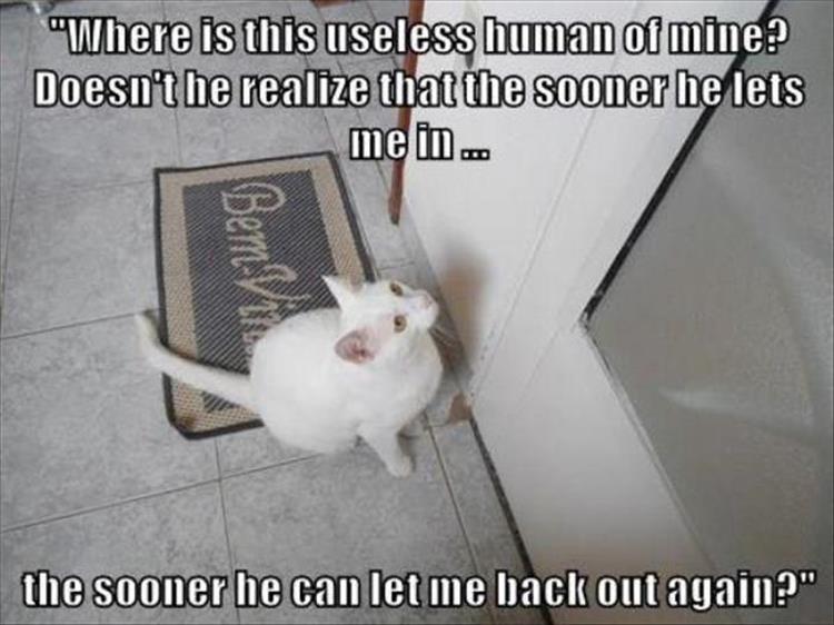 stupid human cat