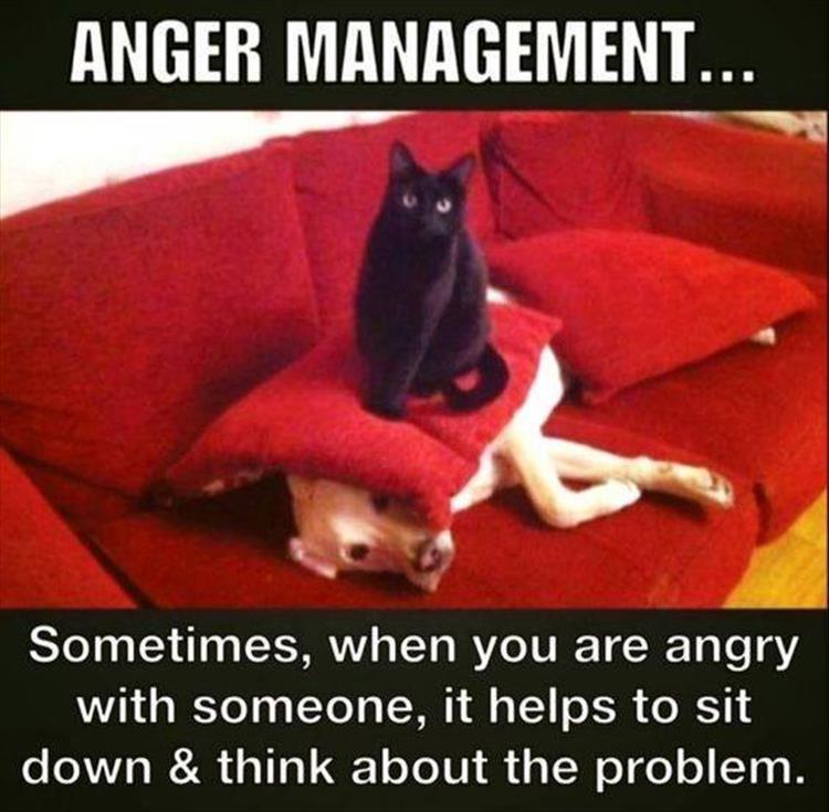 the angry cat