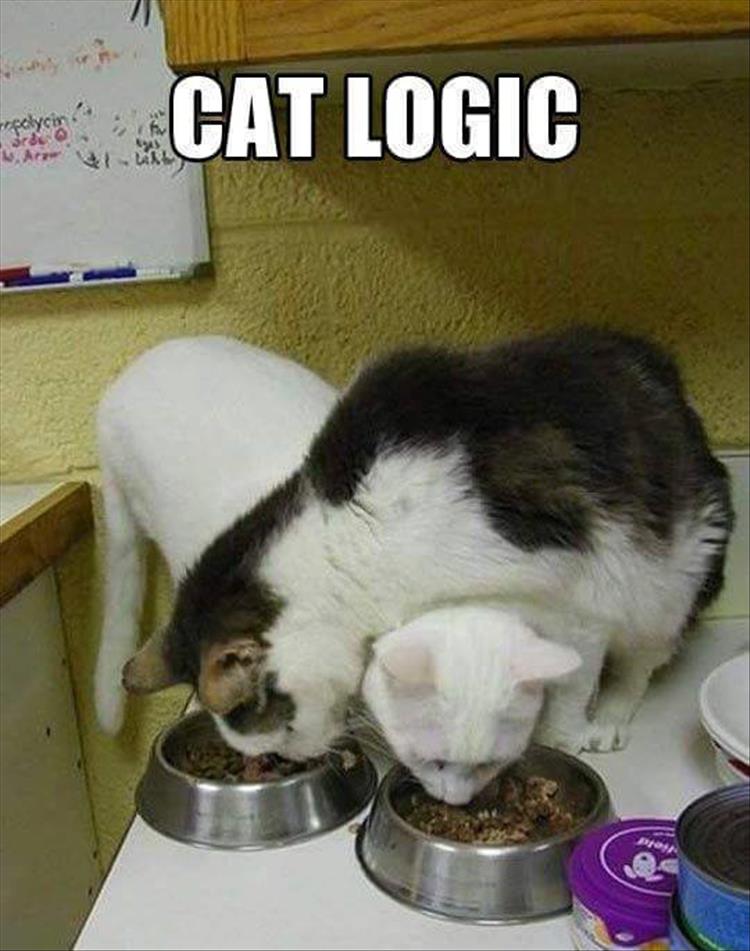 the best cat logic