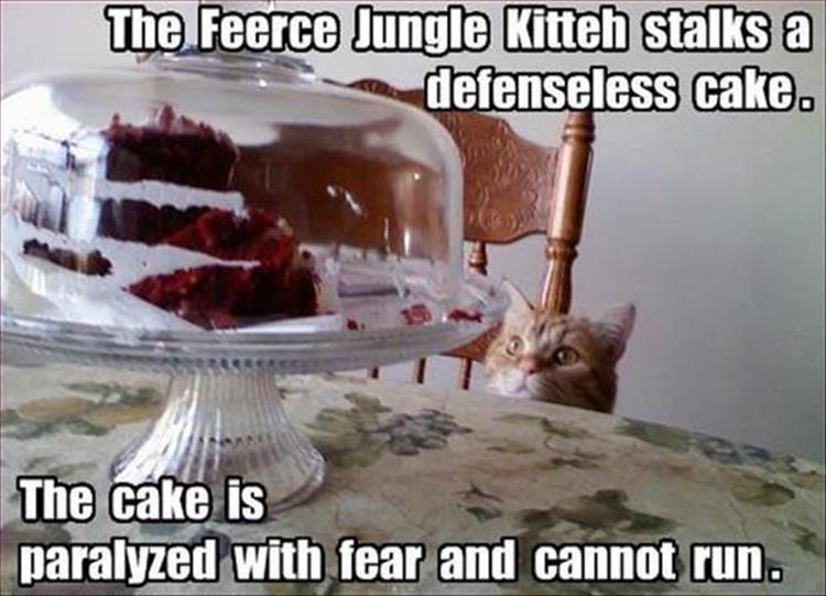 the cat wants cake