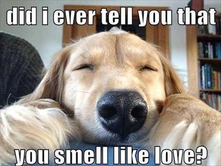 the dog smellsyou