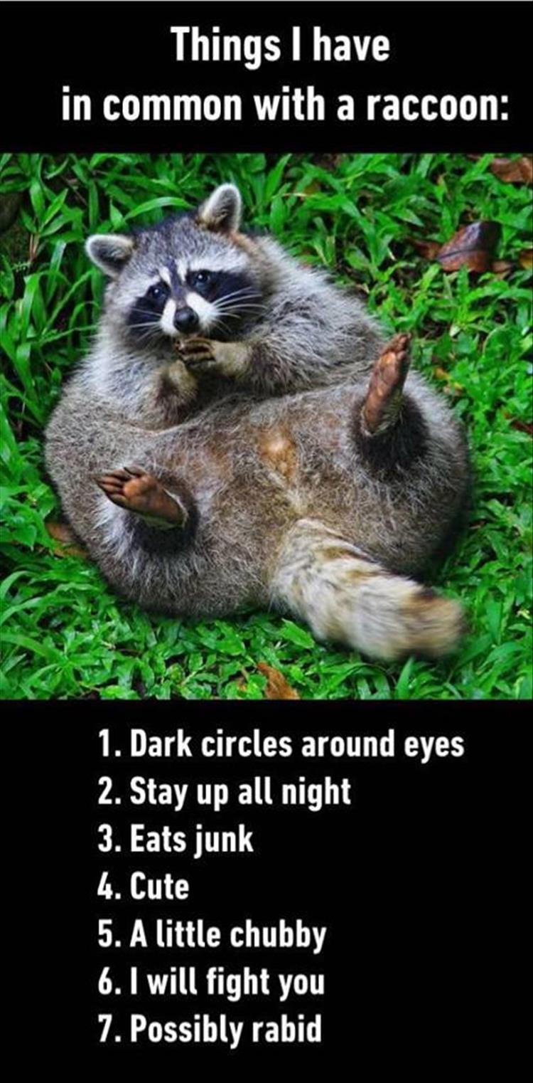 things I have in common with a racoon