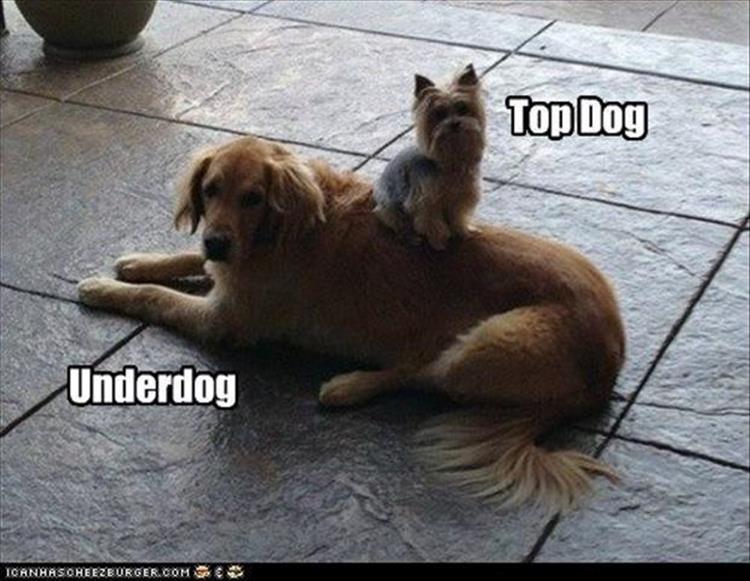 top dog