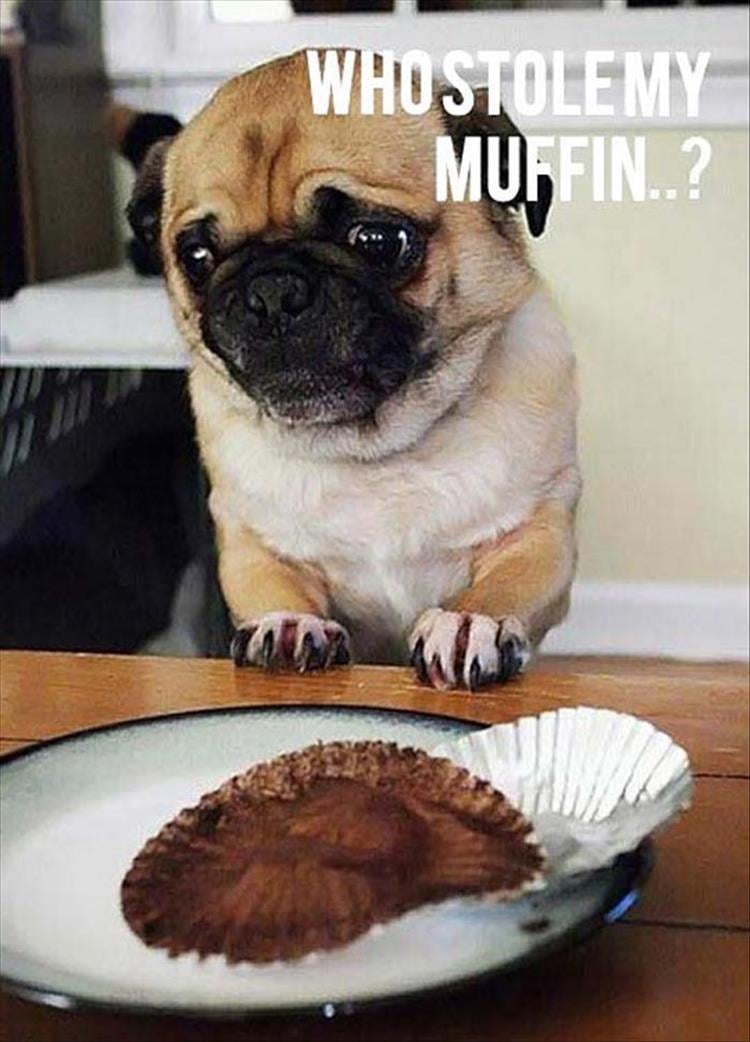 who took my muffin