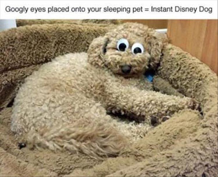 Googly eyes on dog