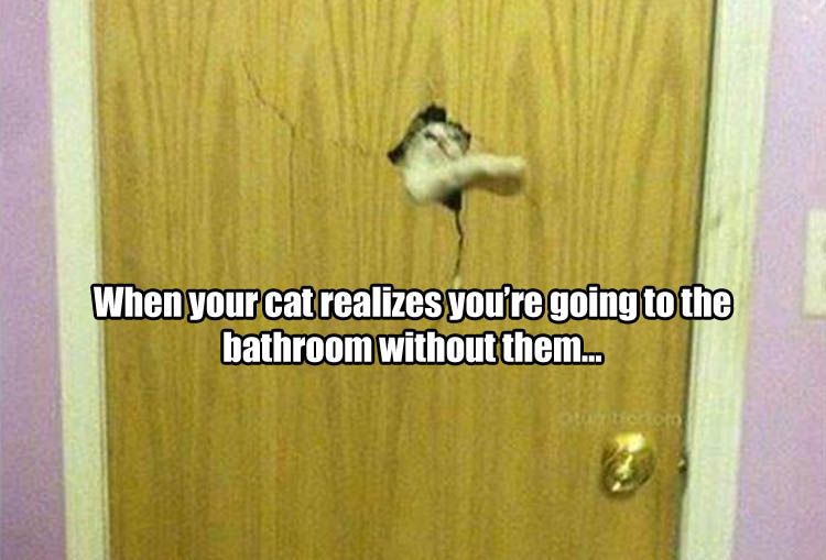 a cat wants to go to the bathroom