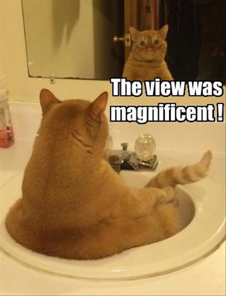 a cat's view