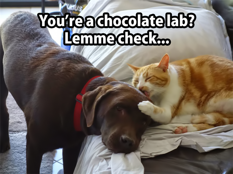 a chocolate lab