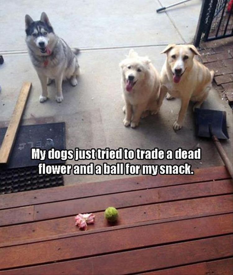 a good trade for a dog