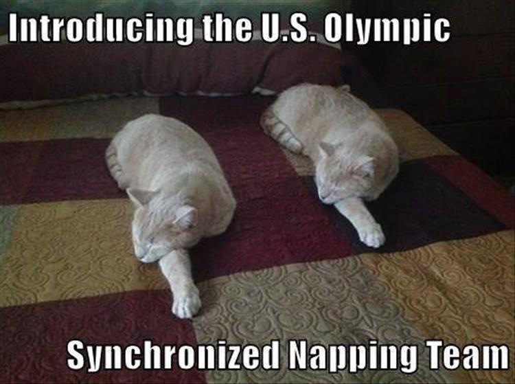 a-olympic-cat.jpg