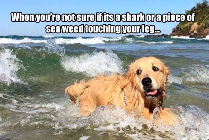 a when you're not sure if it's a shark or sea weed touching your leg