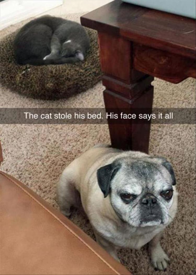 Funny Animal Pictures Of The Day 24 Pics