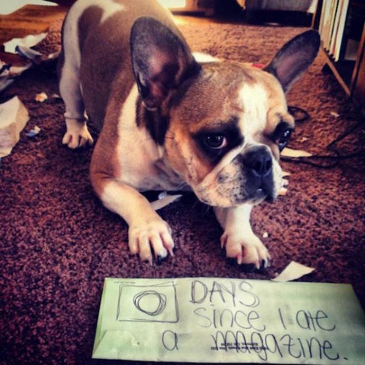 animal shaming (10)