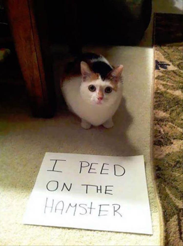 animal shaming (12)