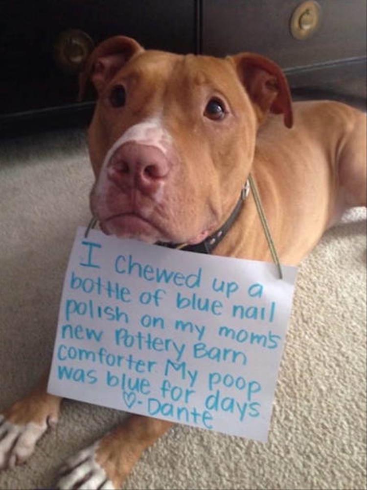 animal shaming (13)