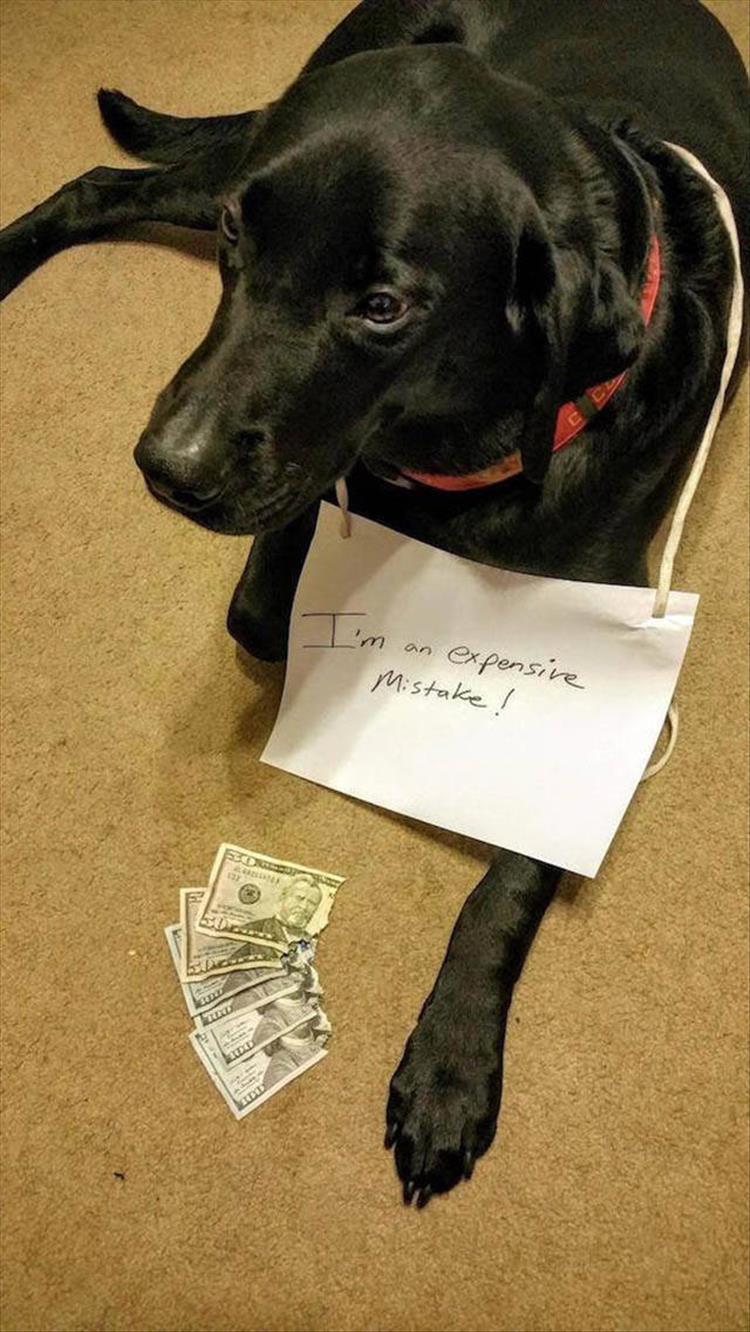 animal shaming (16)