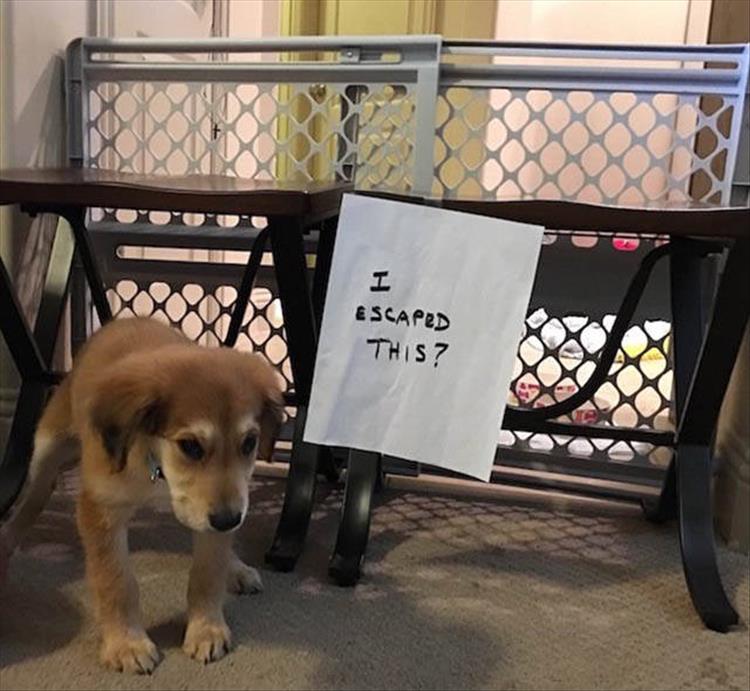 animal shaming (18)