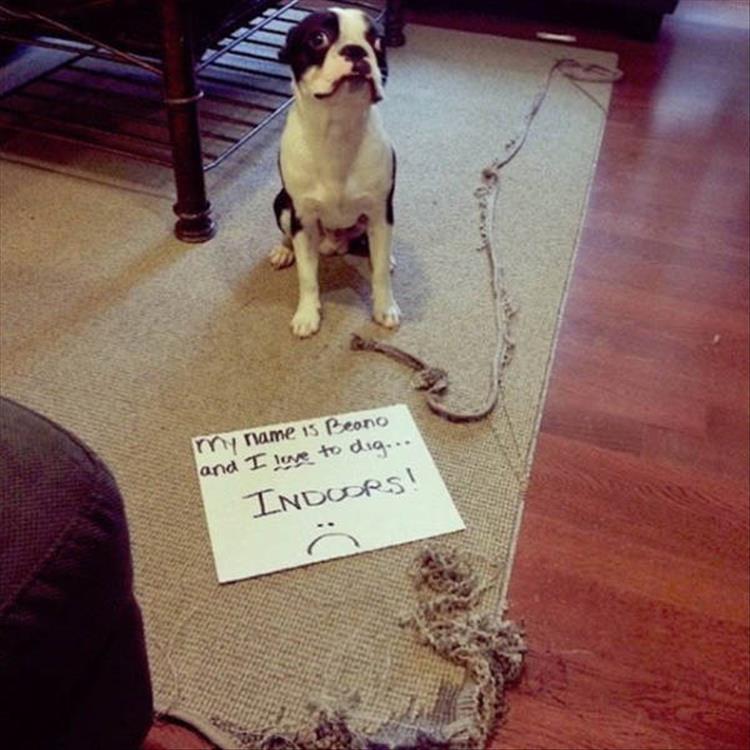 animal shaming (19)