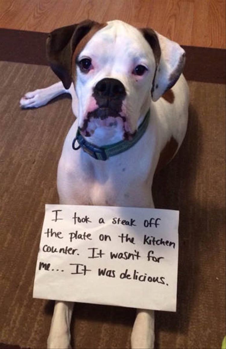 animal shaming (3)