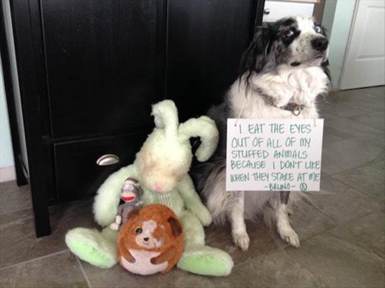 animal shaming (5)