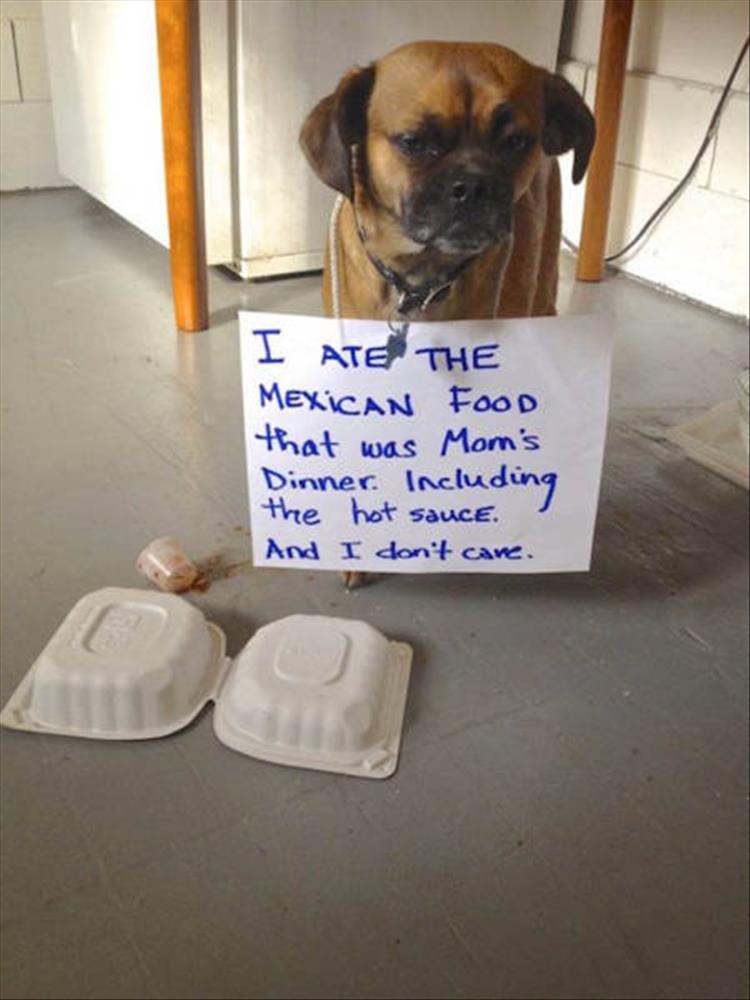 animal shaming (9)