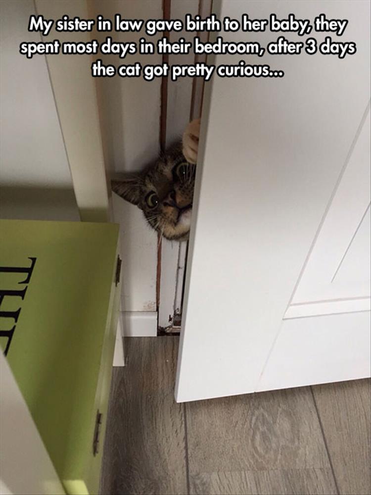 cat is curious