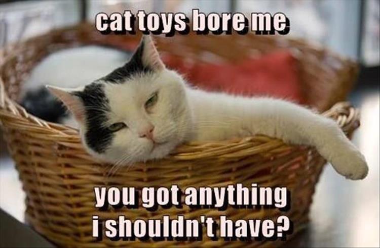 cat-toys-funny-animals.jpg