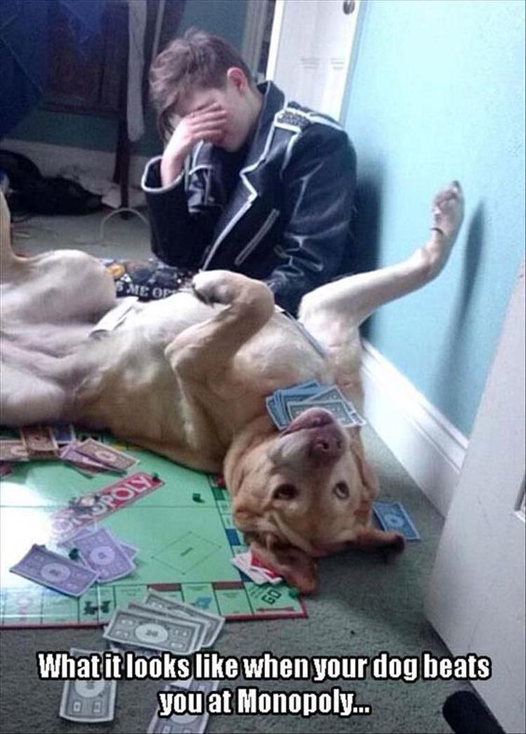 dog wins monopoly