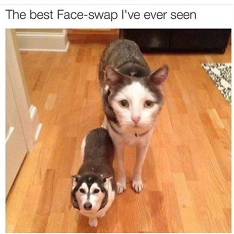 faceswap