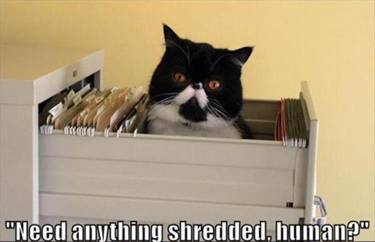 file cabinet cat