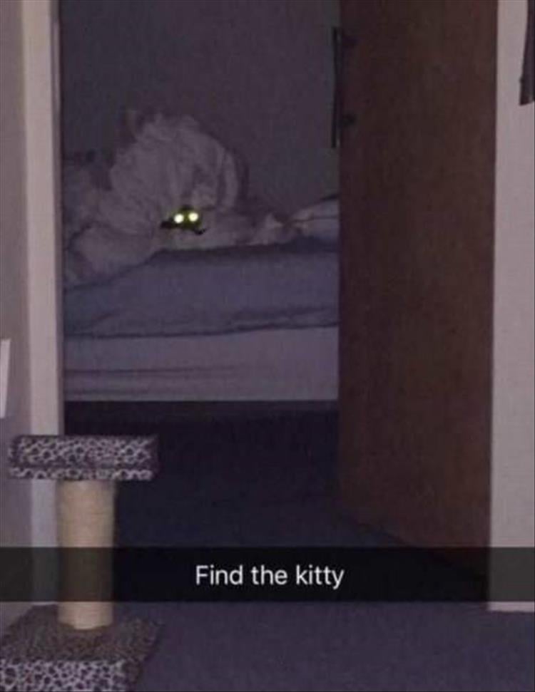 find the kitty