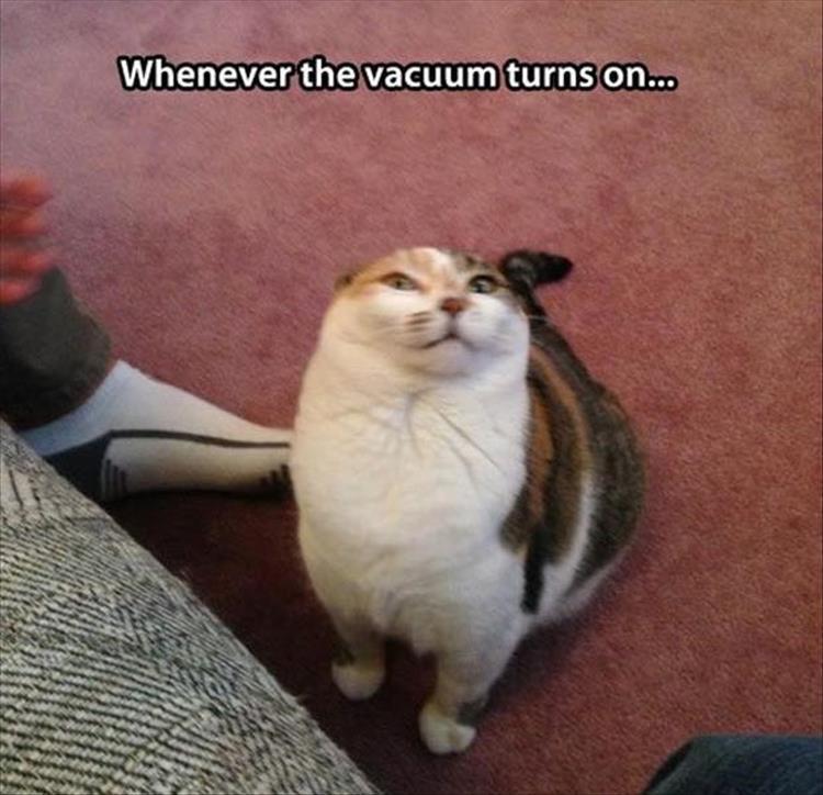 funny animalls hate vaccuums