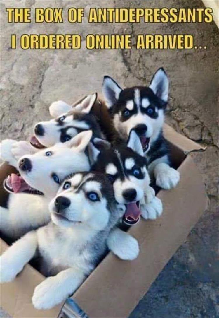 funny box of dogs