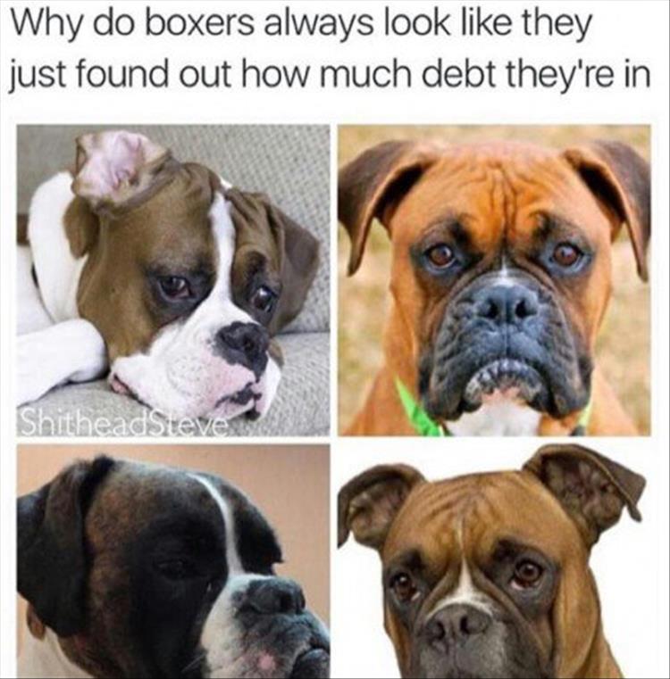 funny boxer dogs