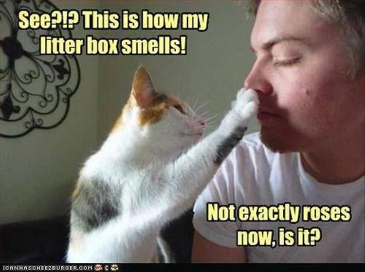 funny cat literbox